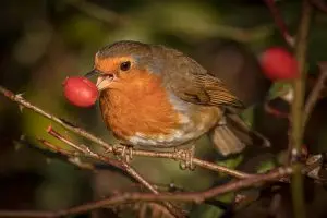 imgID137434718.jpg.gallery A robin. By Jon Chard.