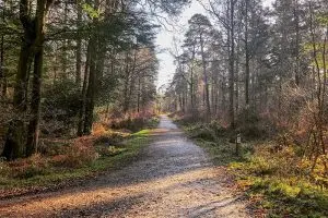 Martin Jones Photography - Off Woodlands rd, Ashurst