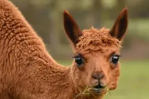imgID137434716.jpg.gallery Alpacas. By Cathy Anning